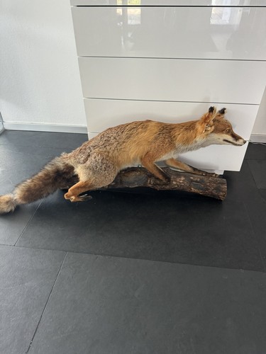 Tierpräparat fuchs cm - fuchs,
