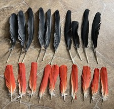 20 Papageienfedern vom