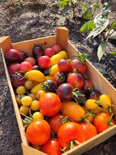 Tomatensamen farbenfrohe Mischung, 50 Samen, Painted Pink, Black Krim, Banana.. 