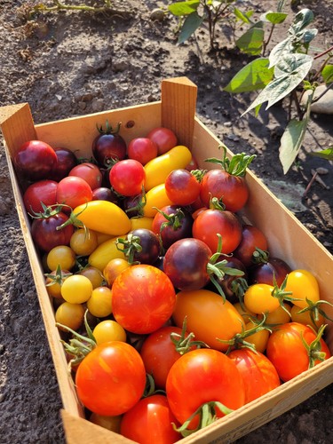 Tomatensamen farbenfrohe