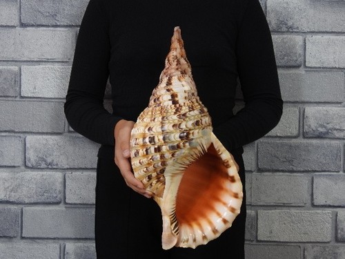 Muschel charonia tritonis - charonia,