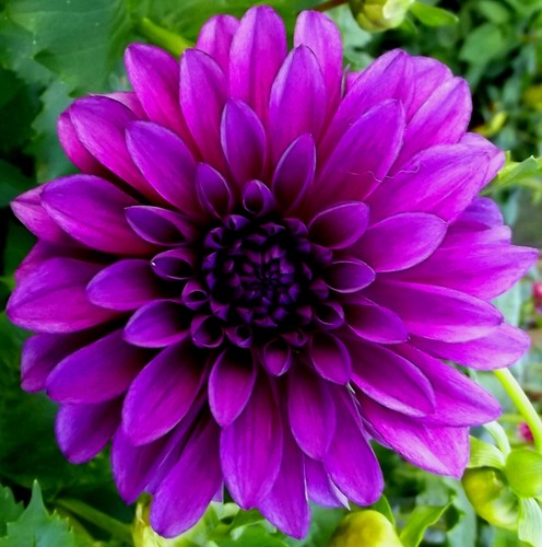 Dahlien‑Rhizome