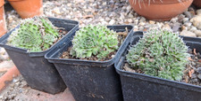 Orostachys spinosus sternwurz - spinosus,
