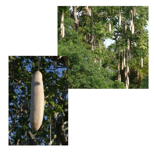 Samen leberwurstbaum i - samen, !i