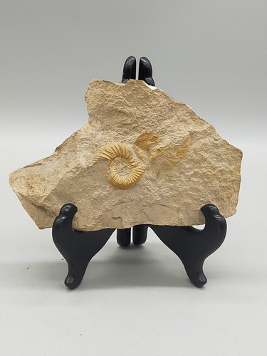 Fossilisiertes ammonit - fossilisiertes,