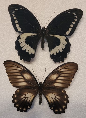 Papilio bridgei hecataeus - ,