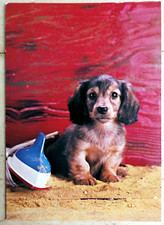 Hunde Postkarte "Langhaar Dackel  Welpe" v. Horn  70/80er Jahre