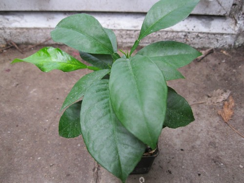 Zitruspflanze mandarine - zitruspflanze,