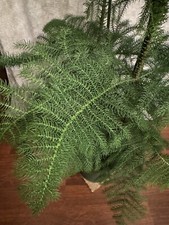 Araucaria heterophylla drei - araucaria,