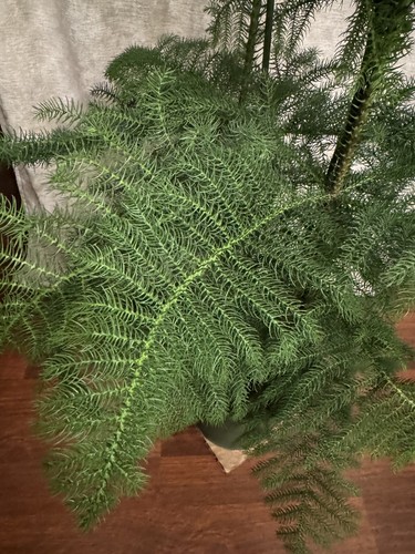 Araucaria heterophylla drei - heterophylla,