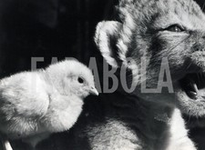 Altes Pressefoto Tiere Haustiere Küken Und Baby Von Löwe Druck 24x18 CM