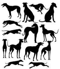 14 Windhund Hund Vinyl