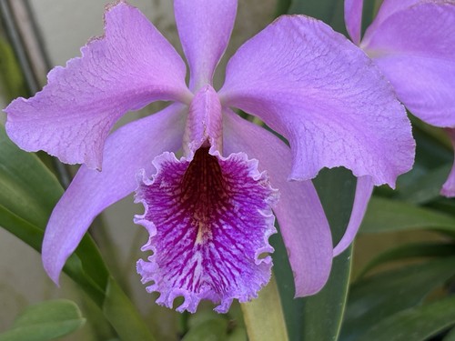 Cattleya species lavender - cattleya, ‚lavender