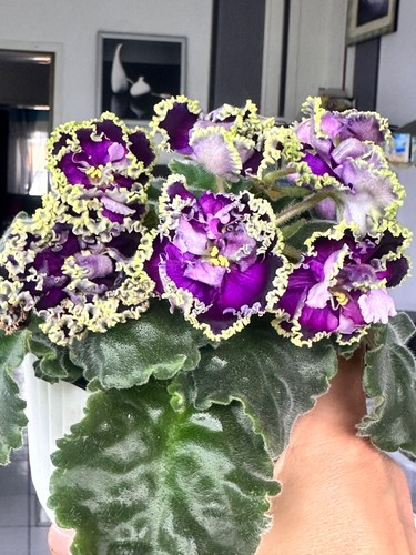 African violet grom i - violet, (av-grom