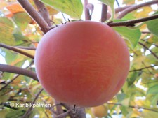 Diospyros KAKI 'Mela' Kakibaum - winterharte Pflanze 30-50cm - Apfelkaki