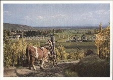 Ammerschweier Herbst Weinlese