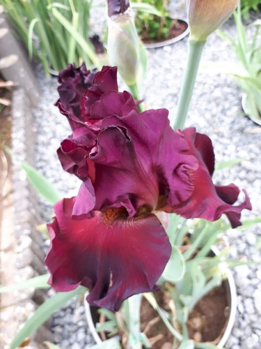 Schwertlilie iris rouge george - rouge,