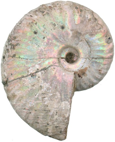 Kreide aioloceras besairiei - kreide,