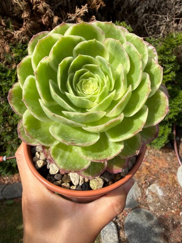 Aeonium water peach - aeonium,