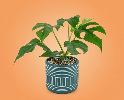 Monstera minima