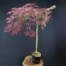 Zwergbaum, roter Schlitzahorn Crimson Queen 70-90cm
