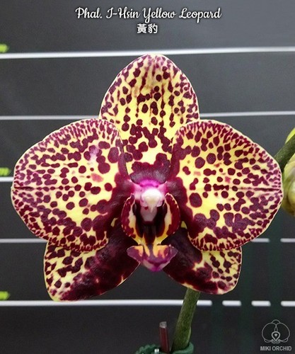 Phalaenopsis hsin yellow - phalaenopsis, i-hsin
