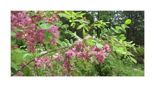 10x robinia hispida var - robinia,