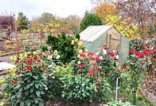 Dahliensamen Mix 30 Samen Inklusive Versand für 5,00 €