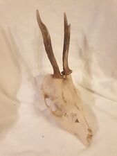 Nr. A48 Rehgeweih Rehbock Geweih Gehörn Trophäe Deko Jagd Trophäenschild Geweihe