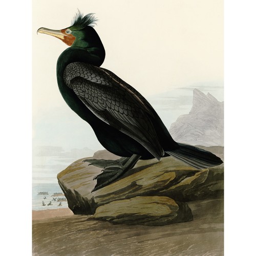 Audubon vögel doppelwappen - audubon,