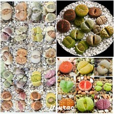 Samen lithops mix - 10,
