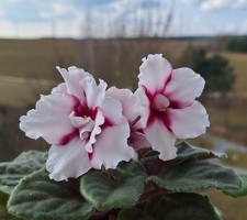 Usambaraveilchen African Violet 