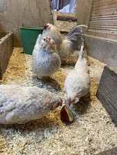 Antwerpener Bartzwerge Isabell