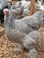 BSO BRAHMA doppel gebändert