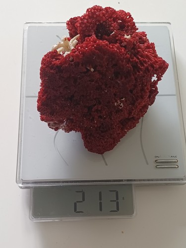 Sehr große rote - , koralle