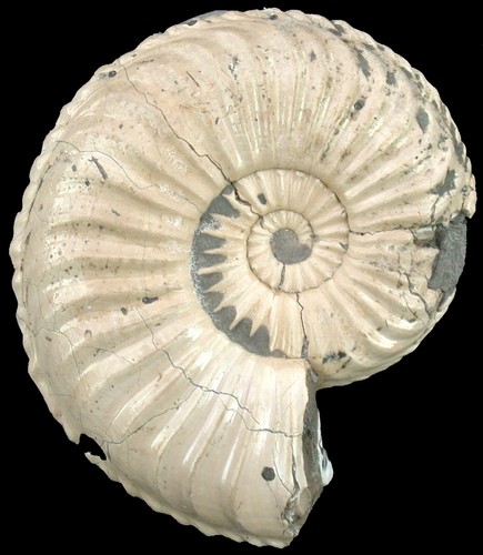Lias amaltheus margaritatus - lias,