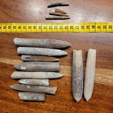 Donnerkeile, Belemniten