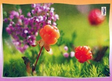 Finland Suomi Lappi Maisema