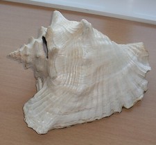 Riesengroße alte SCHNECKENMUSCHEL weiß/rosa/braun, Traumstück mit Handmalere ...