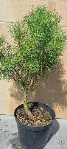 Bonsai kiefer pinus sp - pinus, im