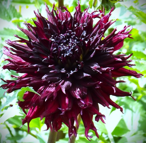 Dahlien - @,