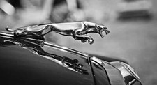 Leinwand bild jaguar - bild,