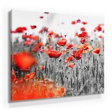 Wunderschöne Mohnblumenbilder