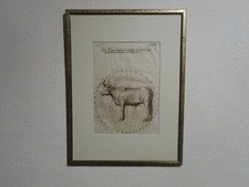 Orig kupferstich mit - orig.(1699),