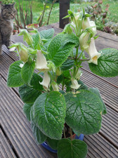 Sinningia conspicua - SAMEN, über 50 Stück, seltene Caudex, Kaudex