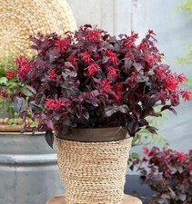 Riemenblüte Black Pearl