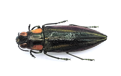 Buprestidae iridotaenia sp - buprestidae,,