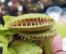 Dionaea muscipula 'Alien'