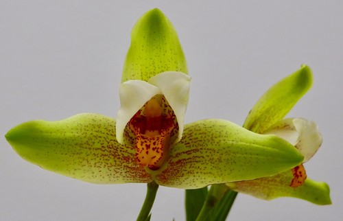 Lycaste species deppei duft - species,