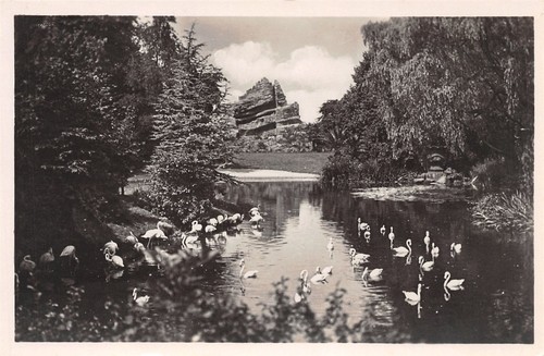 857248 flamingos - 857248),